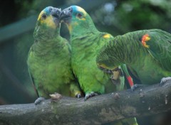 Fonds d'cran Animaux On a faim!