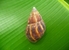 Wallpapers Animals Escargot ( Guadeloupe )