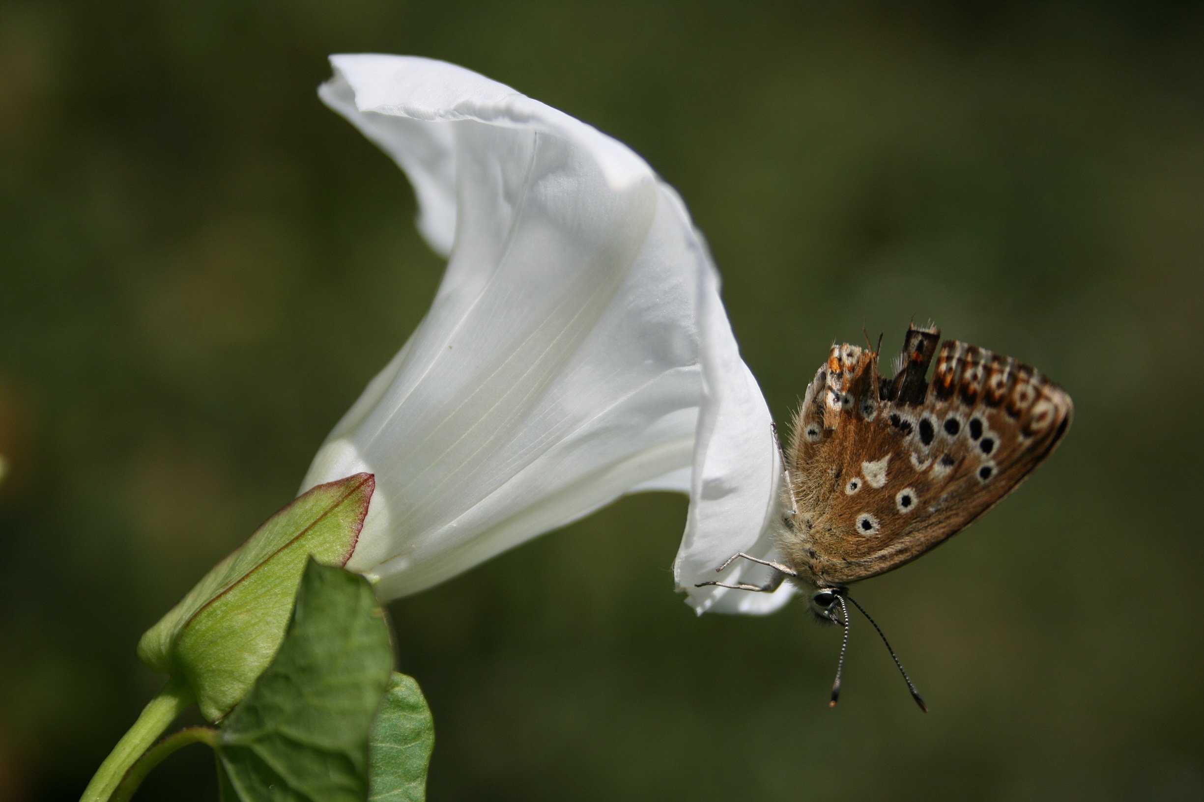 Fonds d'cran Animaux Insectes - Papillons Papillon et fleur de lierre