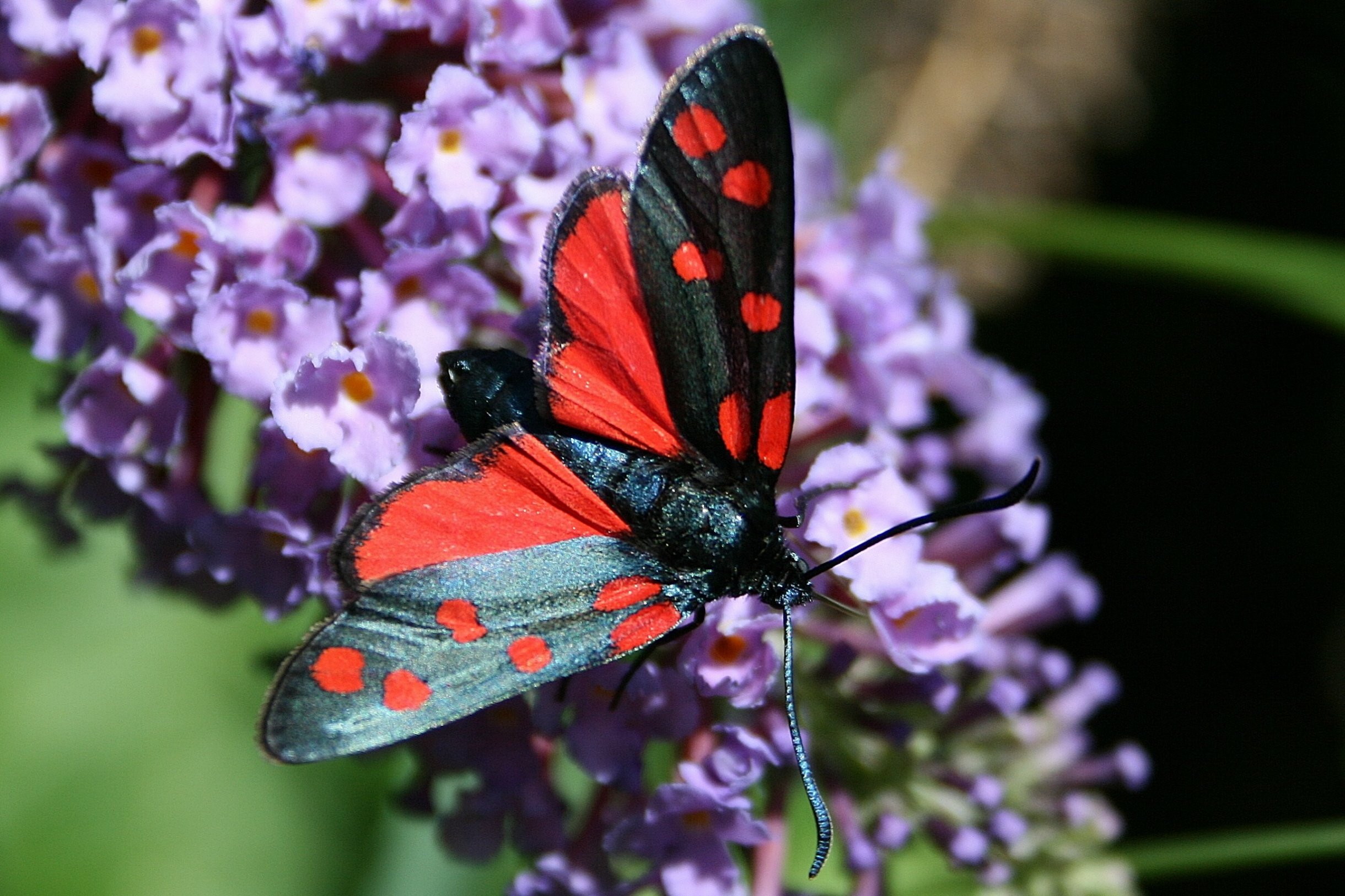 Wallpapers Animals Insects - Butterflies En rouge et noir