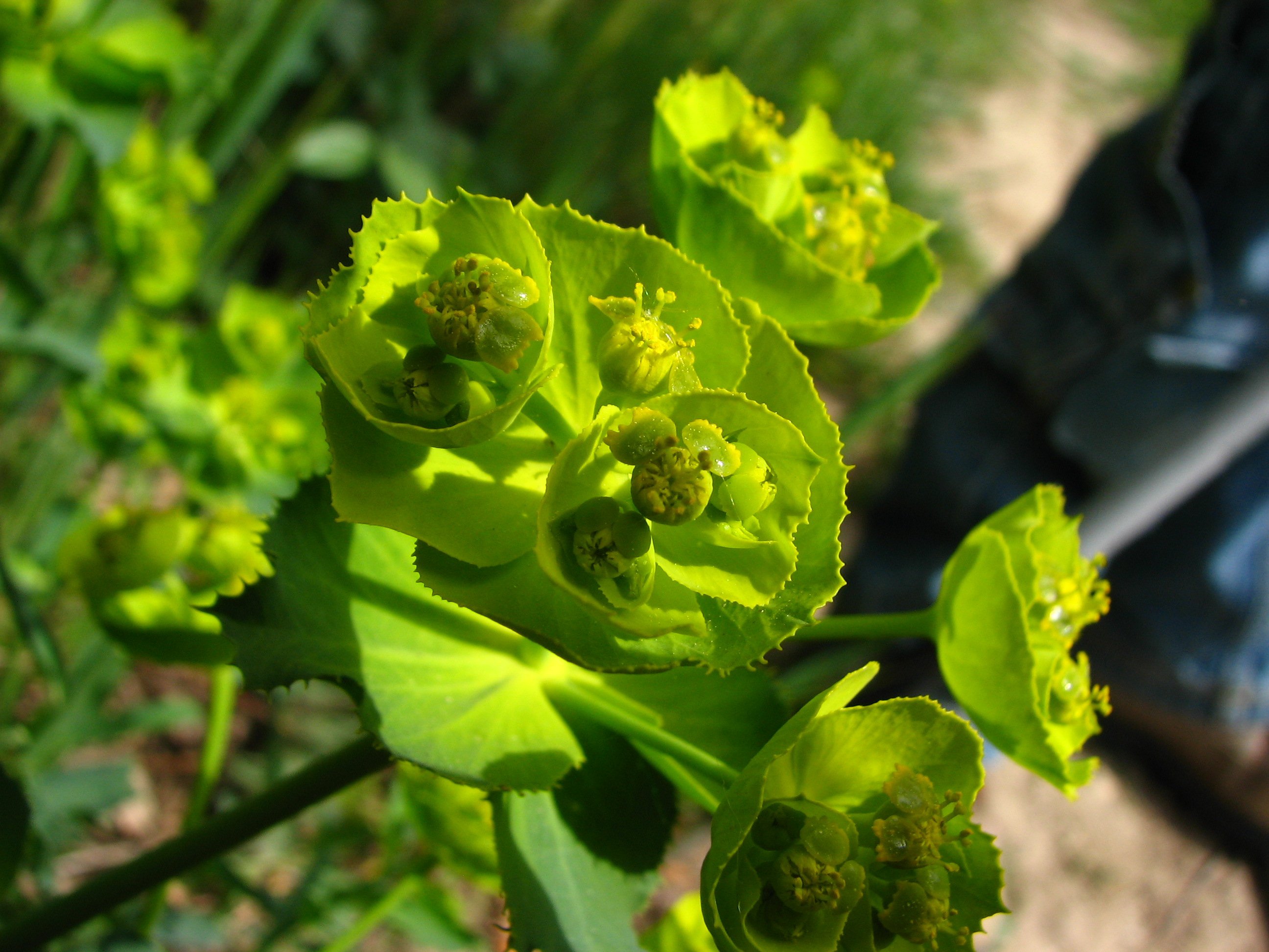 Wallpapers Nature Flowers Euphorbe dente 