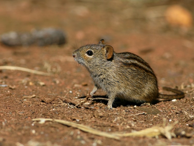 Fonds d'cran Animaux Rongeurs - Rats Rat ray / Striped Mouse / Rhabdomys pumilio