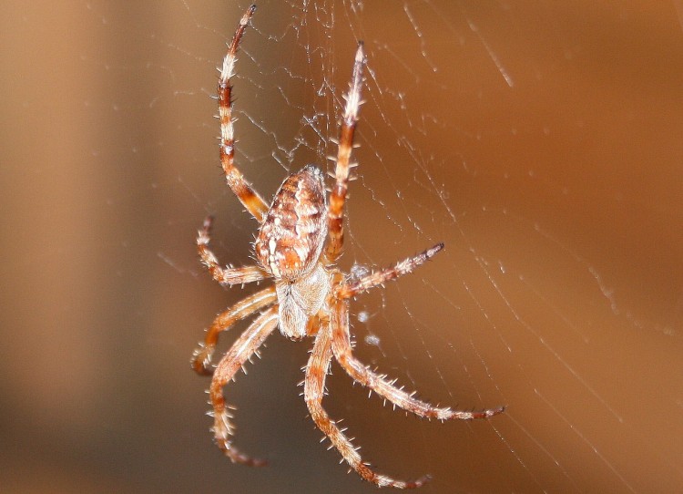 Wallpapers Animals Spiders Araigne