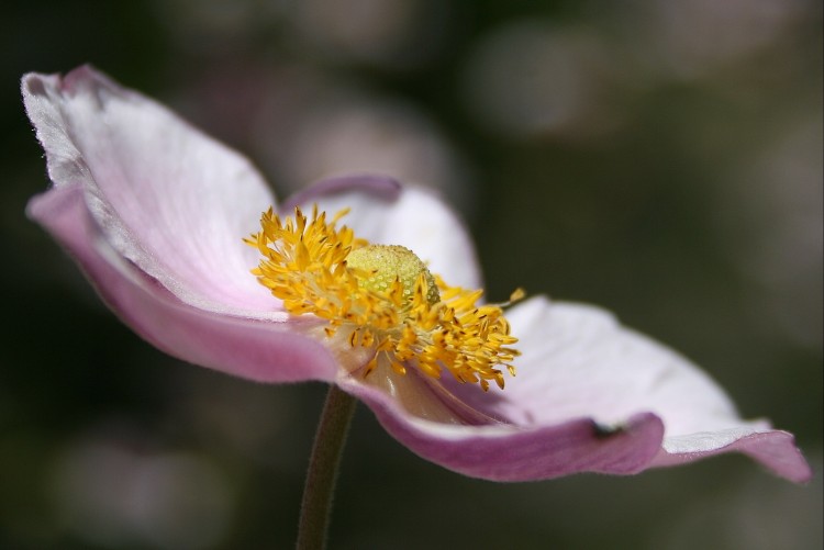 Fonds d'cran Nature Fleurs Tendresse