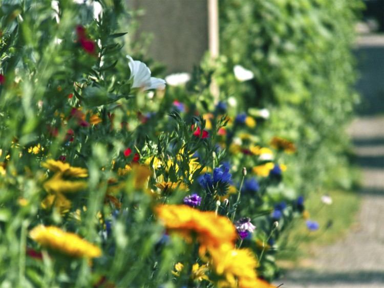 Fonds d'cran Nature Fleurs massif de fleurs