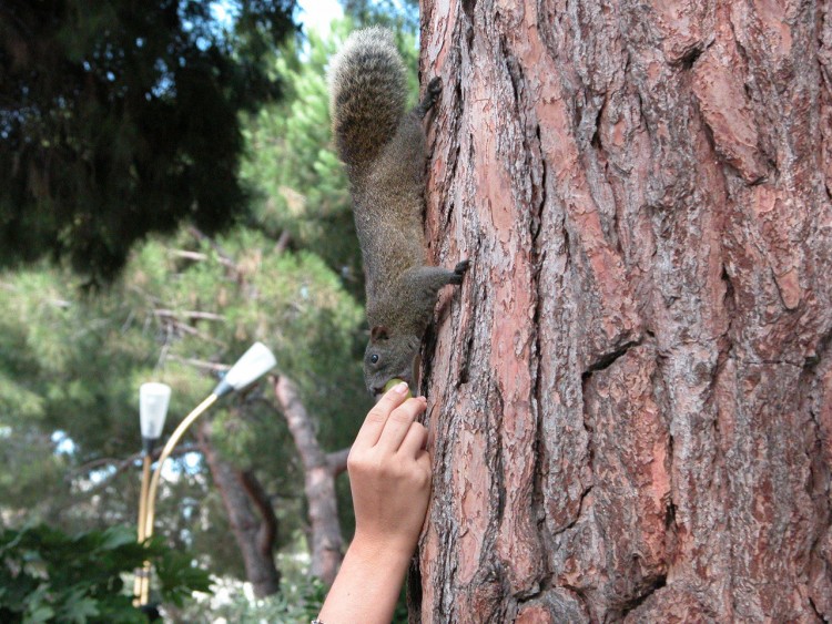 Wallpapers Animals Rodents - Squirrels l'Ecureuil et le raisin