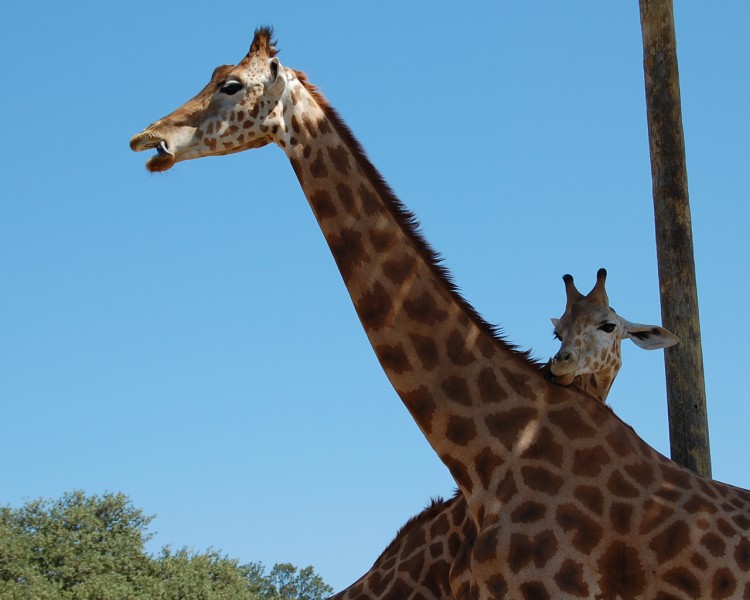 Fonds d'cran Animaux Girafes Girafes de la Barben