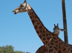 Fonds d'cran Animaux Girafes de la Barben