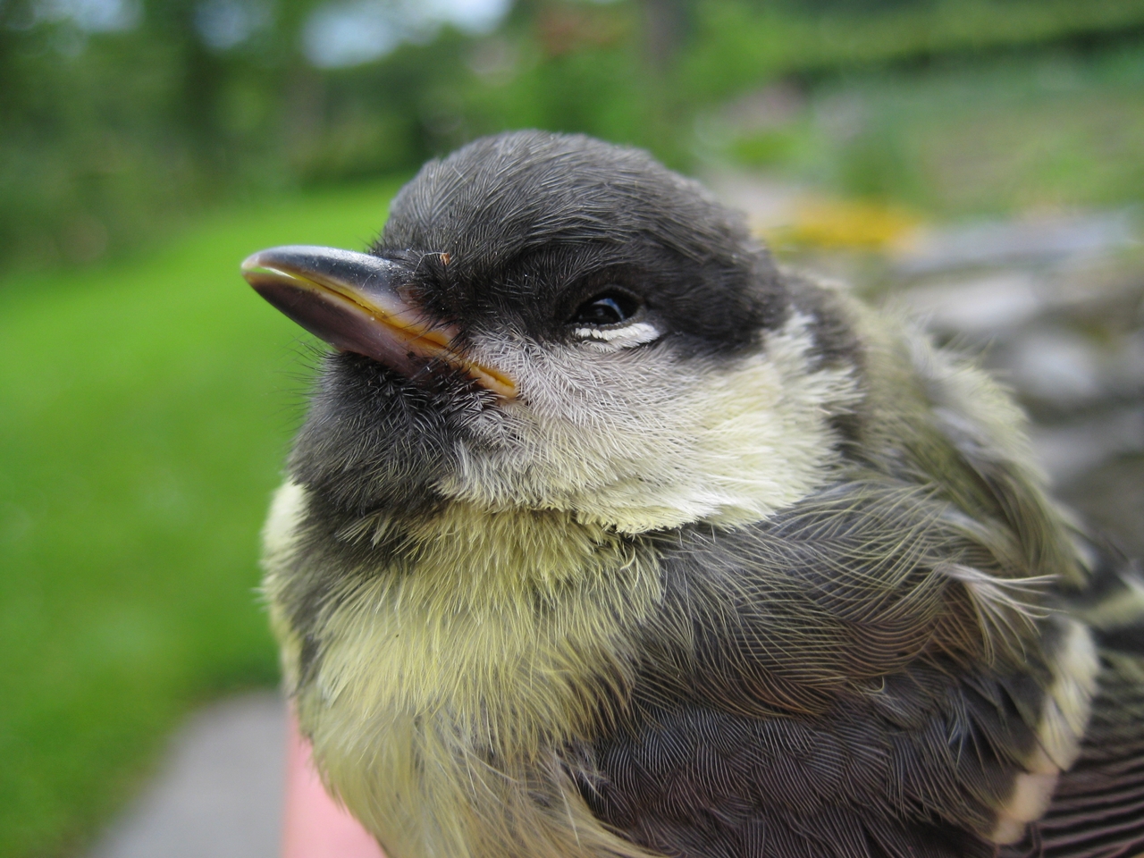 Wallpapers Animals Birds - Chickadees Msange charbonnire