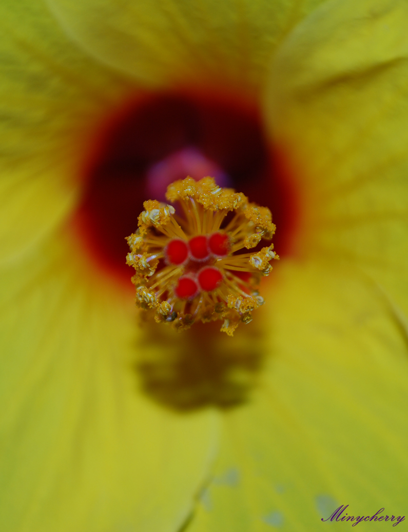 Fonds d'cran Nature Fleurs Hibiscus jaune au coeur rouge