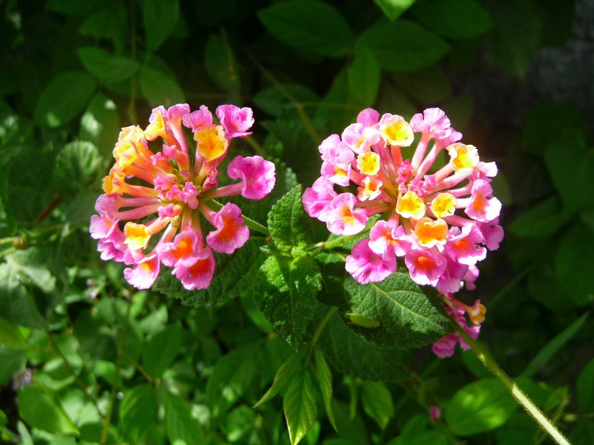 Fonds d'cran Nature Fleurs Fleurs roses et jaunes ( Guadeloupe )