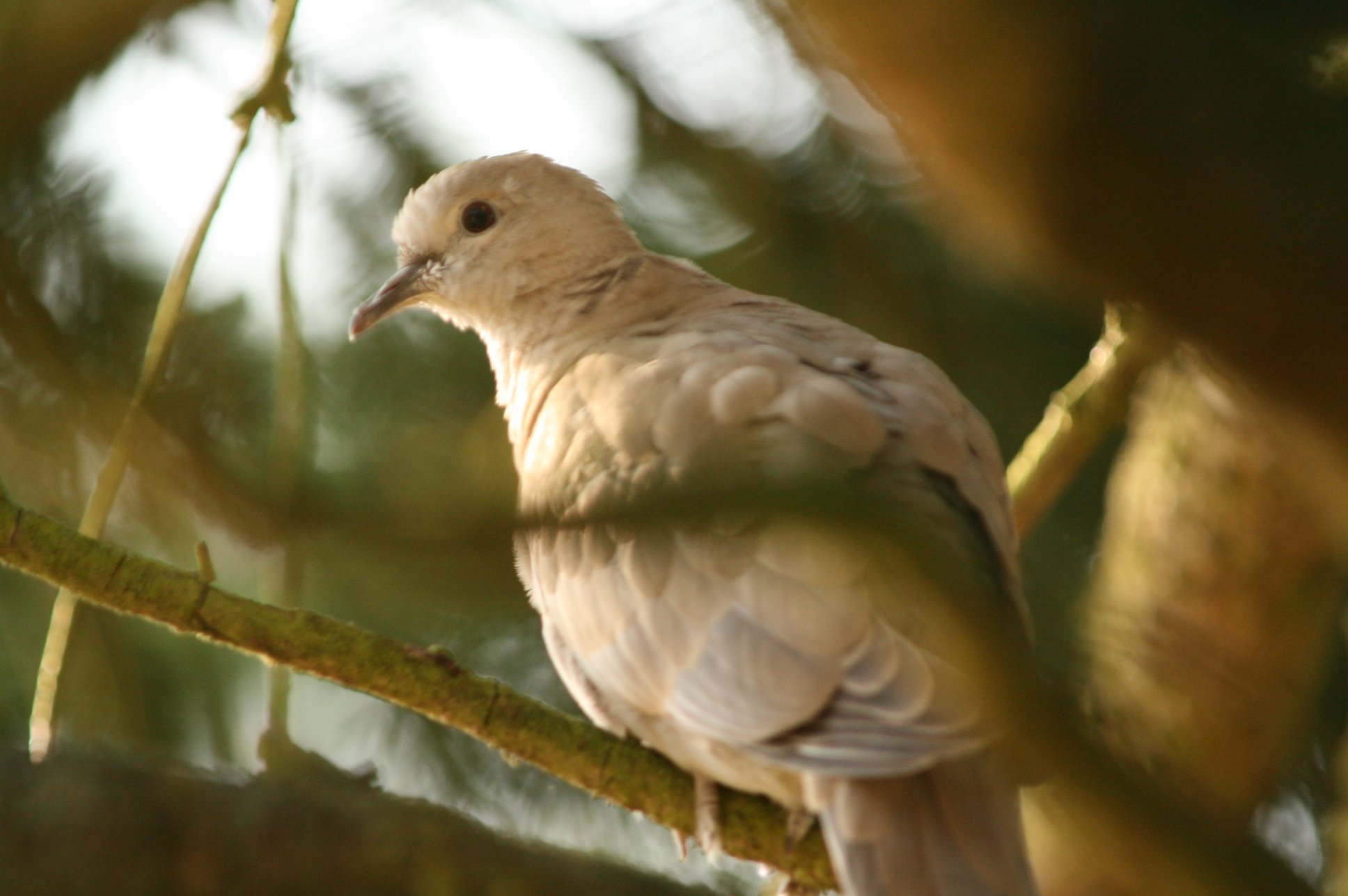 Fonds d'cran Animaux Oiseaux - Colombes 