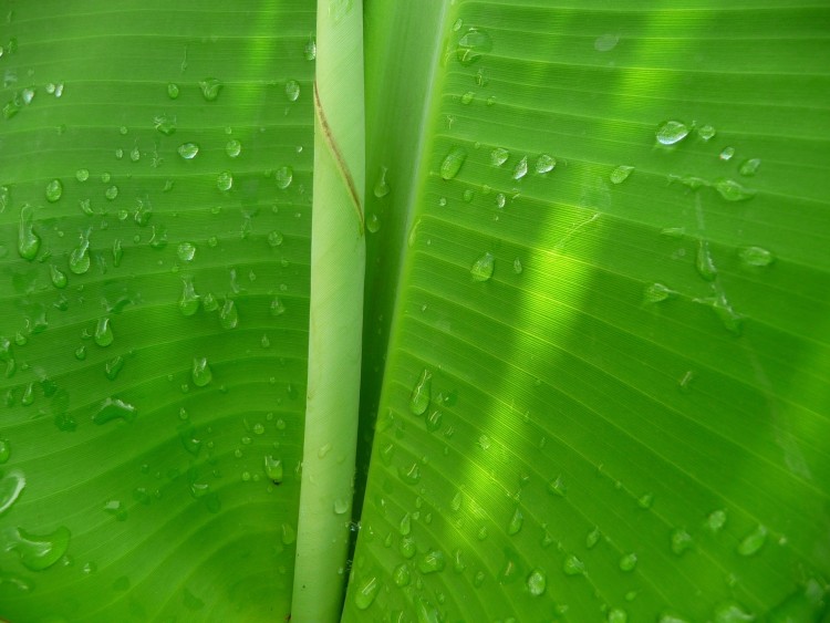 Fonds d'cran Nature Feuilles - Feuillages Feuille aprs la pluie ( Guadeloupe )