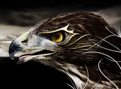 Wallpapers Digital Art Black hawk