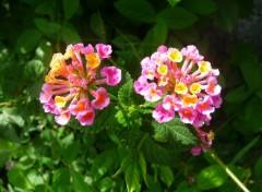 Fonds d'cran Nature Fleurs roses et jaunes ( Guadeloupe )