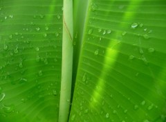 Fonds d'cran Nature Feuille aprs la pluie ( Guadeloupe )