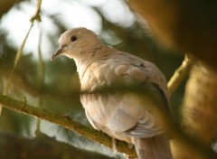 Fonds d'cran Animaux Image sans titre N243001