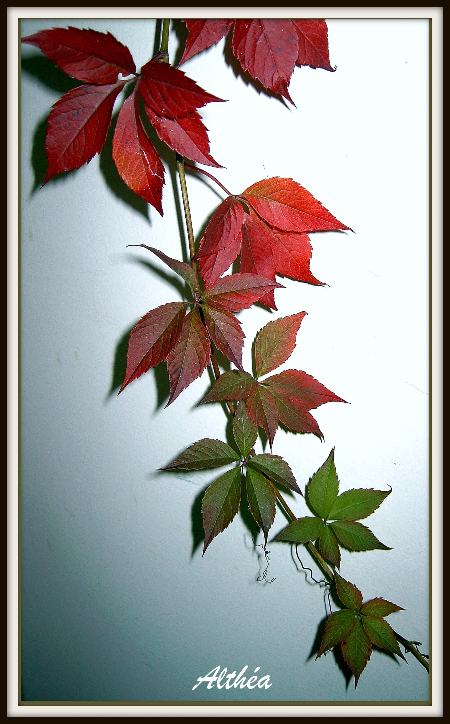 Fonds d'cran Nature Feuilles - Feuillages branche de lierre