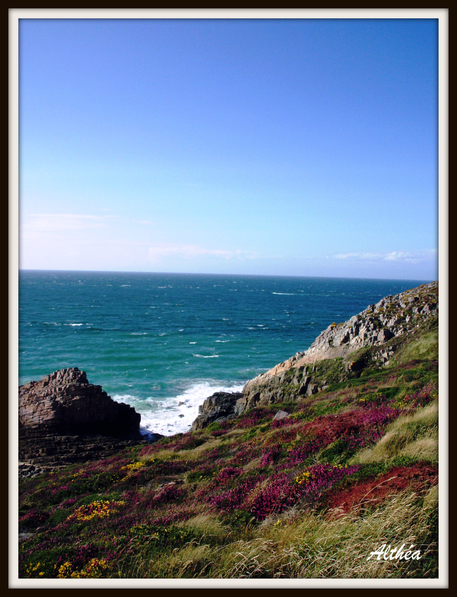 Fonds d'cran Nature Mers - Ocans - Plages bruyre rocher mer sur la cte du cap frhel 