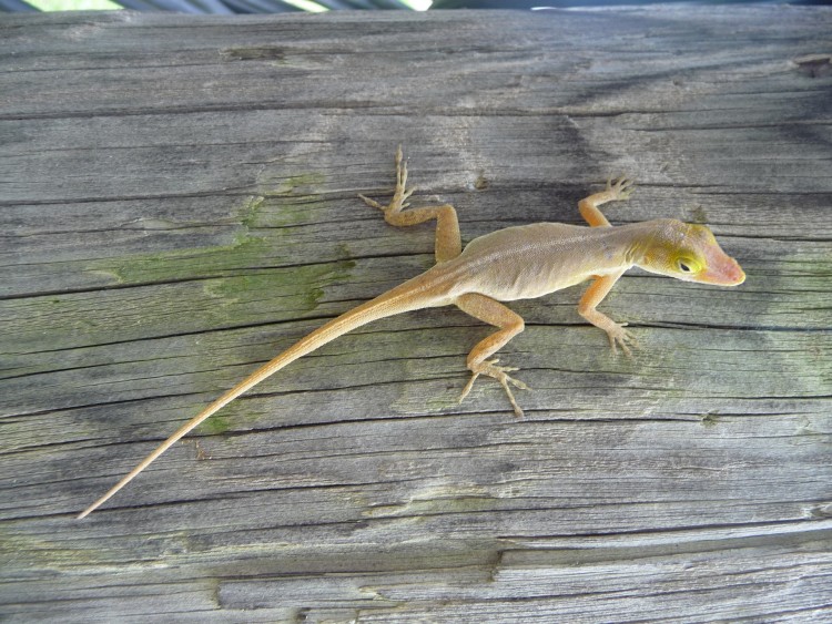 Fonds d'cran Animaux Lzards - Iguanes Lzard ( Guadeloupe )