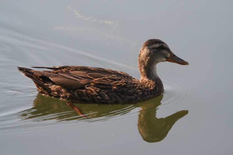 Wallpapers Animals Birds - Ducks Wallpaper N243007