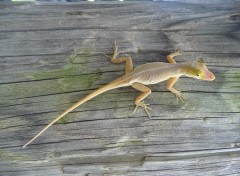 Fonds d'cran Animaux Lzard ( Guadeloupe )