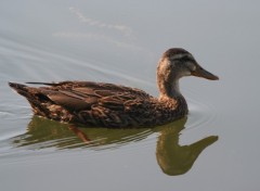 Fonds d'cran Animaux Image sans titre N243007