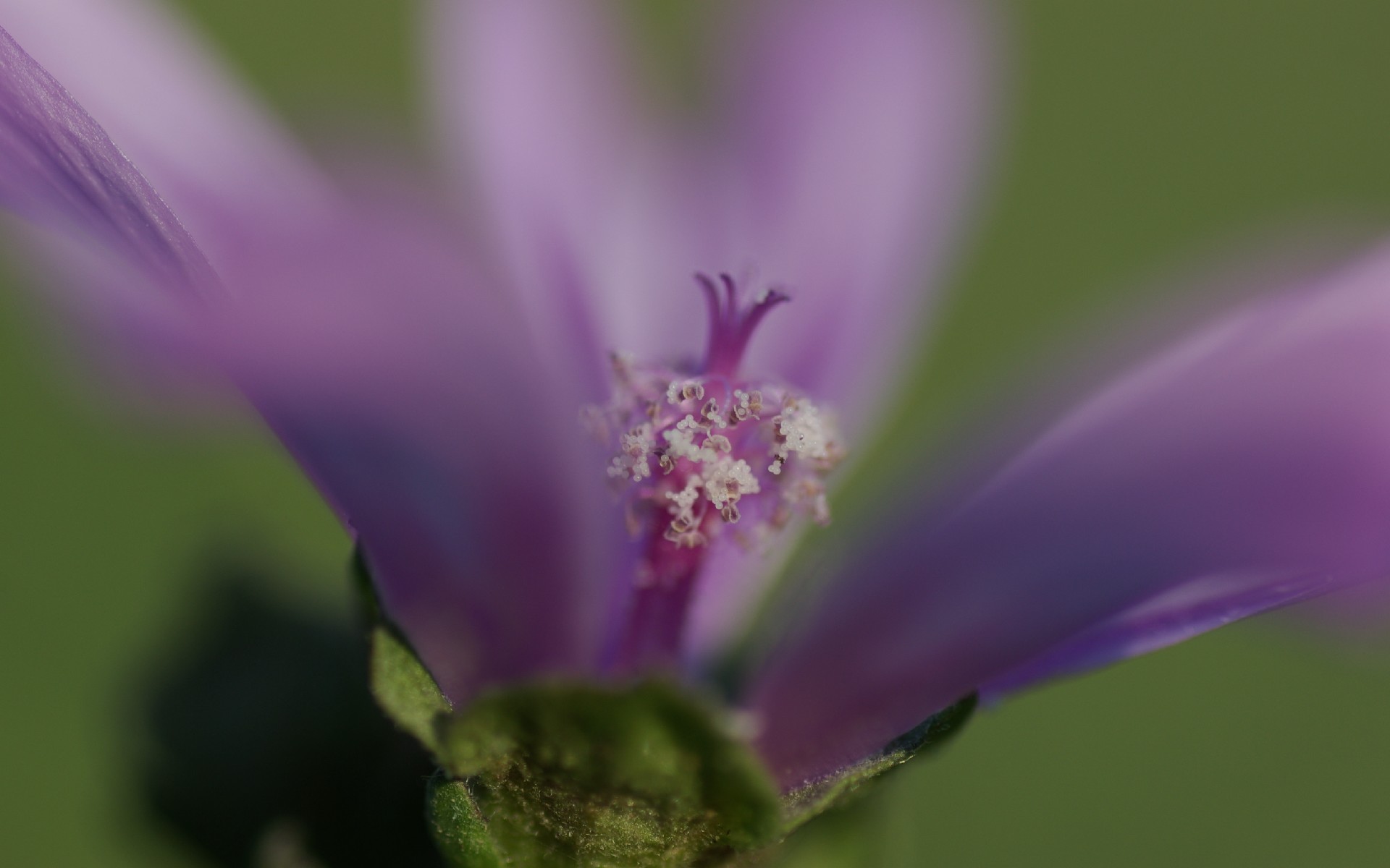 Fonds d'cran Nature Fleurs Fleur-Macro