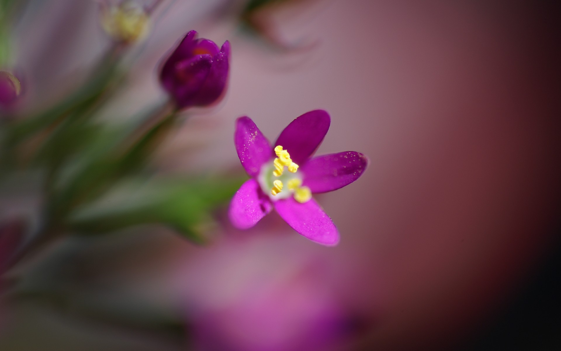 Fonds d'cran Nature Fleurs Petites Fleurs -Macro