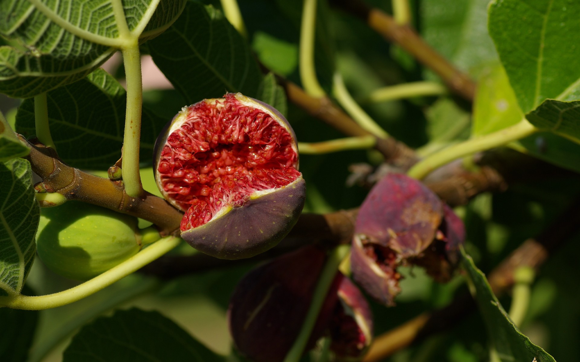 Wallpapers Nature Fruits Figues Noires