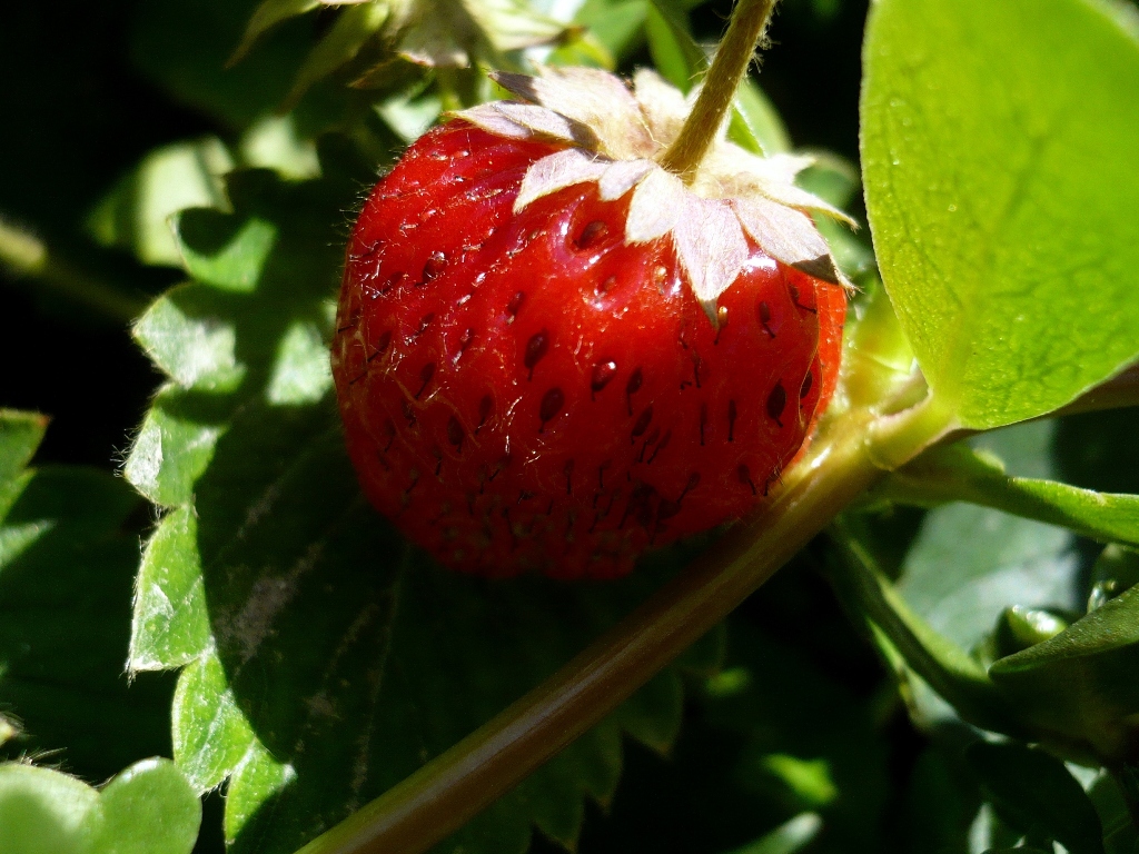 Fonds d'cran Nature Fruits Fraise des bois