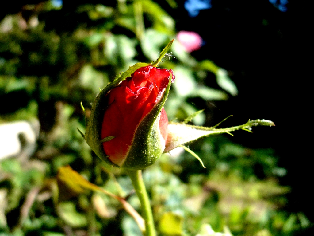 Wallpapers Nature Flowers Bouton de rose