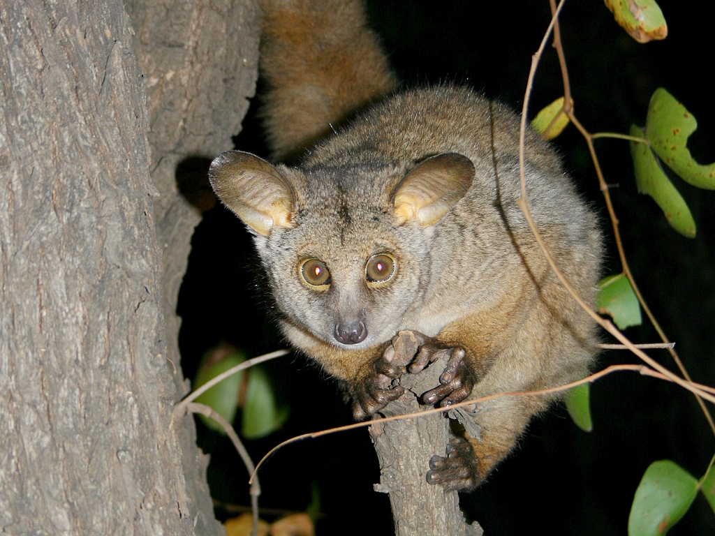 Wallpapers Animals Galagos Galago  queue touffue / Otolemur crassicaudatus