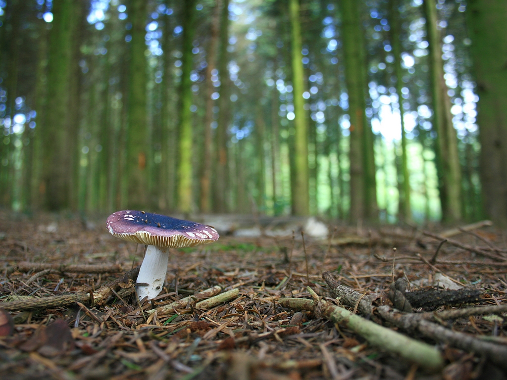 Fonds d'cran Nature Champignons Seul au monde (Russula turci - Russule amthyste)