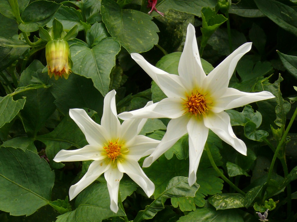 Fonds d'cran Nature Fleurs On dirait des étoiles de mer