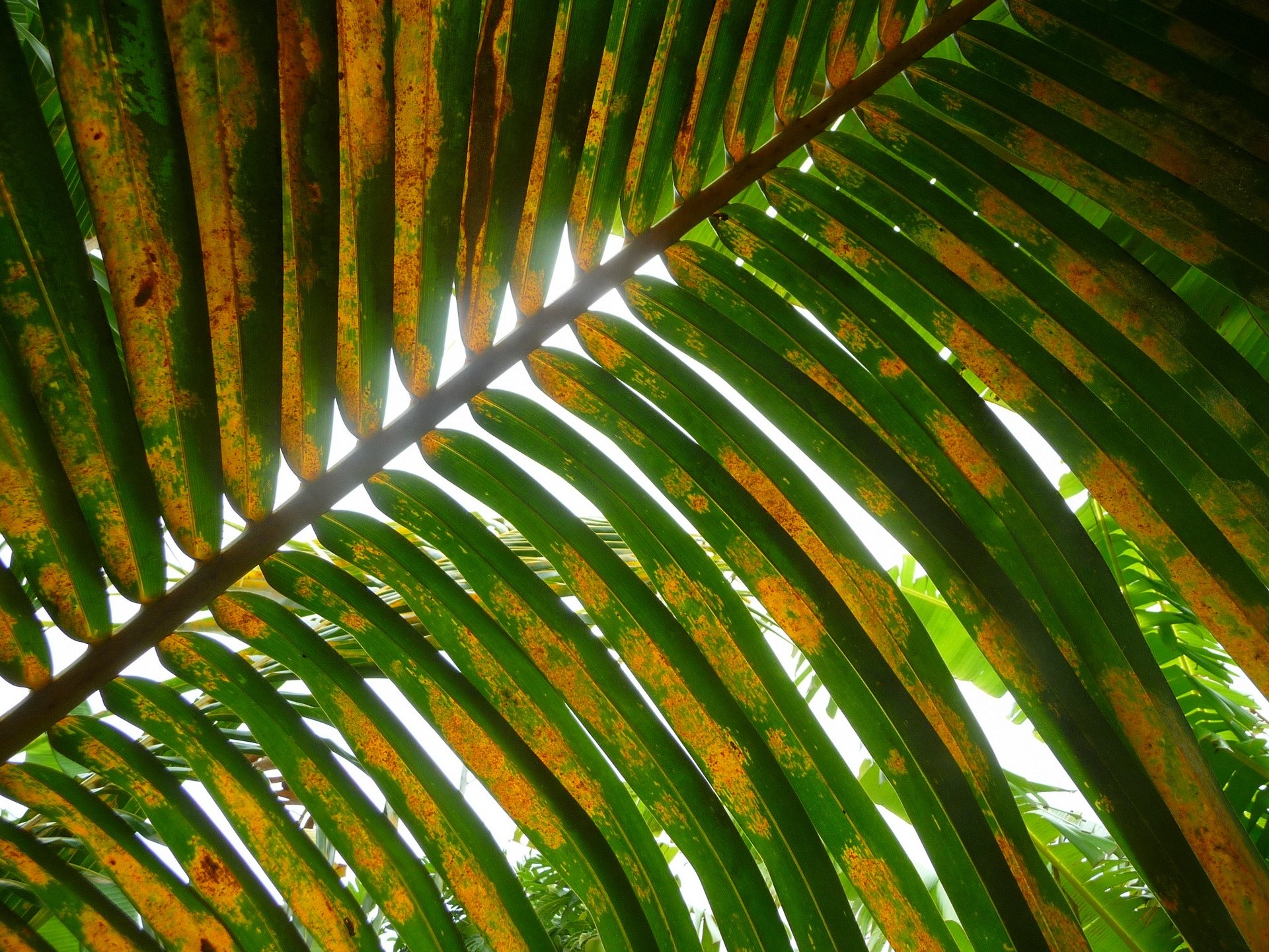 Fonds d'cran Nature Feuilles - Feuillages Feuille store naturel ( Guadeloupe )