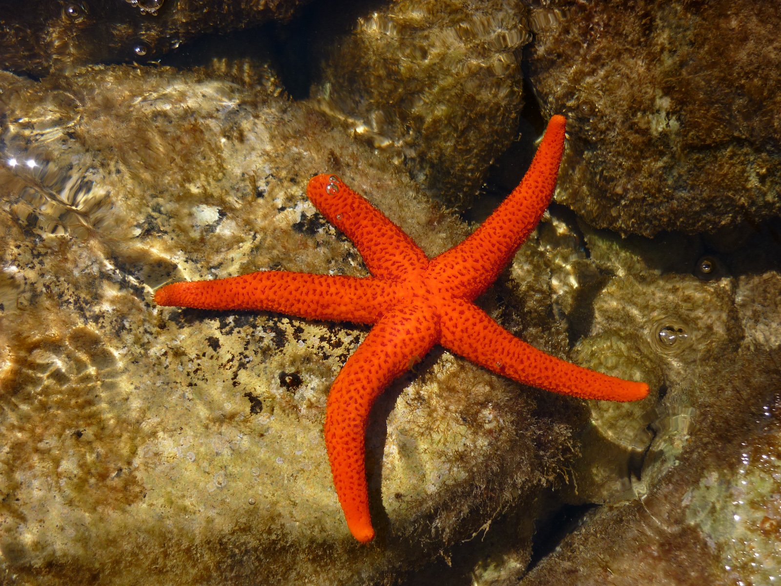 Fonds d'cran Animaux Vie marine - Etoiles de mer Etoile de mer