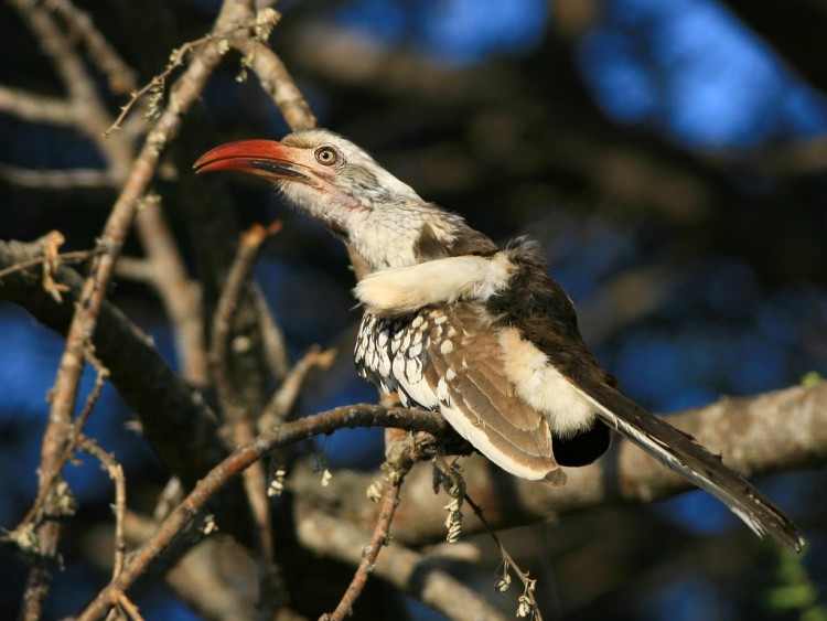 Wallpapers Animals Birds - Calaos Calao dAfrique du Sud / Southern red-billed Hornbill / Tockus rufirostris