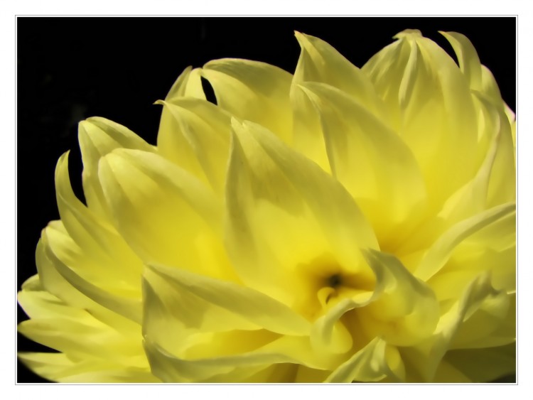 Wallpapers Nature Flowers Fleur jaune