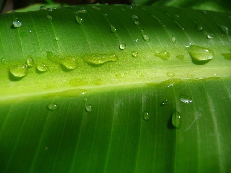 Wallpapers Nature Leaves - Foliage Feuille aprs la pluie ( Guadeloupe )