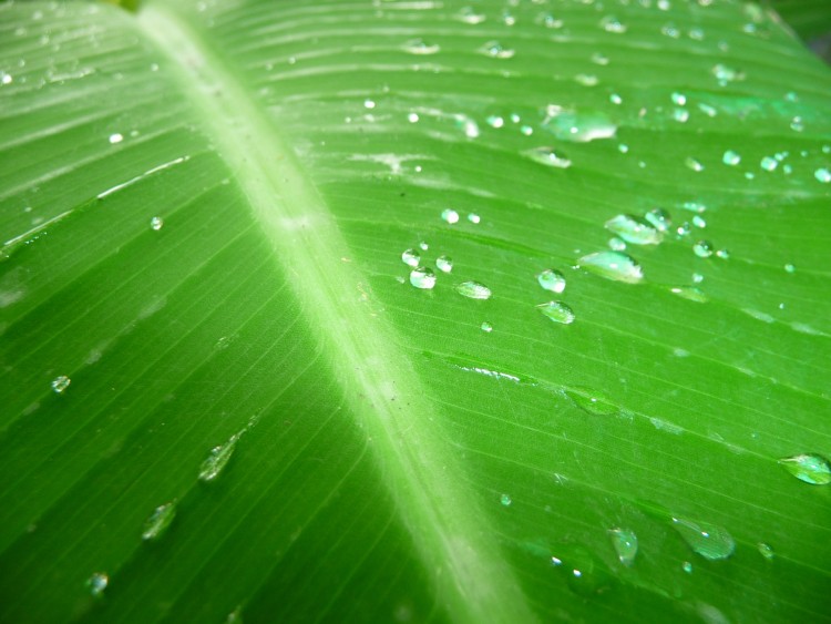 Fonds d'cran Nature Feuilles - Feuillages Feuille aprs la pluie ( Guadeloupe )