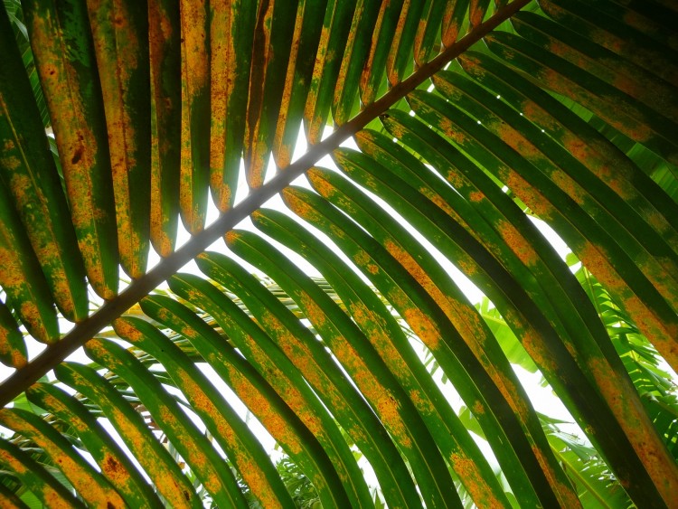 Fonds d'cran Nature Feuilles - Feuillages Feuille store naturel ( Guadeloupe )