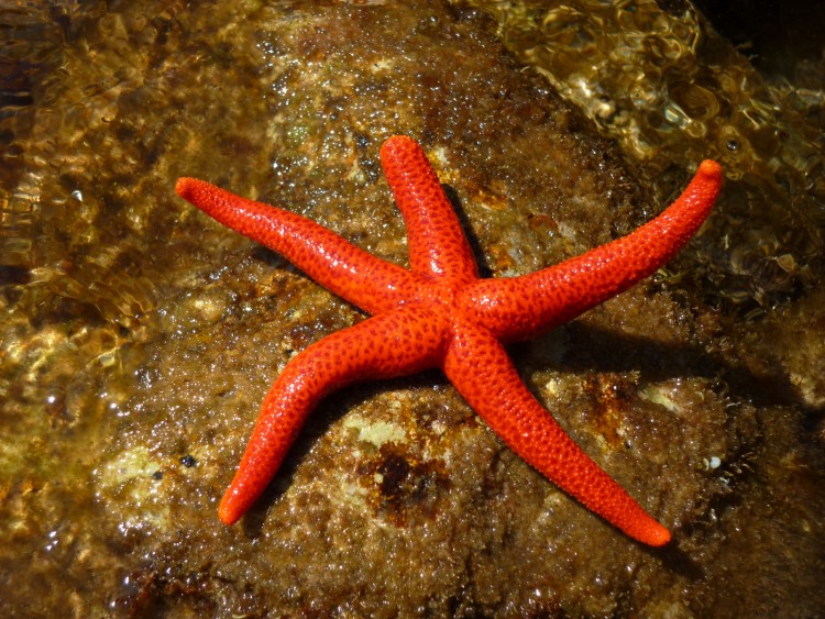 Fonds d'cran Animaux Vie marine - Etoiles de mer Etoile de mer