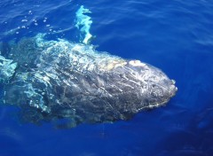 Fonds d'cran Animaux baleine