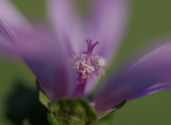 Fonds d'cran Nature Fleur-Macro