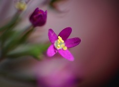 Fonds d'cran Nature Petites Fleurs -Macro