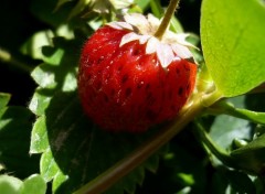 Fonds d'cran Nature Fraise des bois