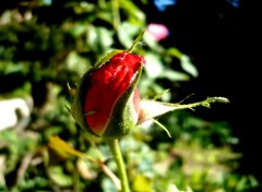 Fonds d'cran Nature Bouton de rose