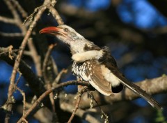 Fonds d'cran Animaux Calao dAfrique du Sud / Southern red-billed Hornbill / Tockus rufirostris