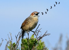 Fonds d'cran Animaux Sphnoque du Cap - Sphenoeacus afer - Cape Grassbird